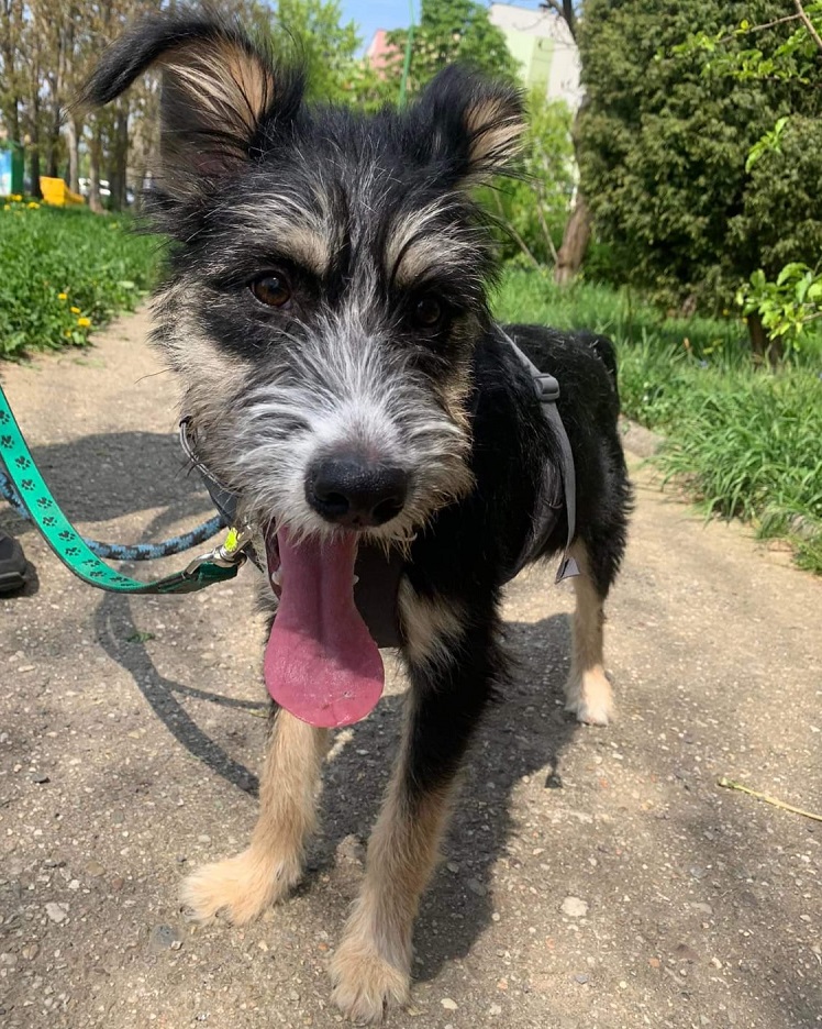 Rzucił psem przez dwumetrowe ogrodzenie i odszedł