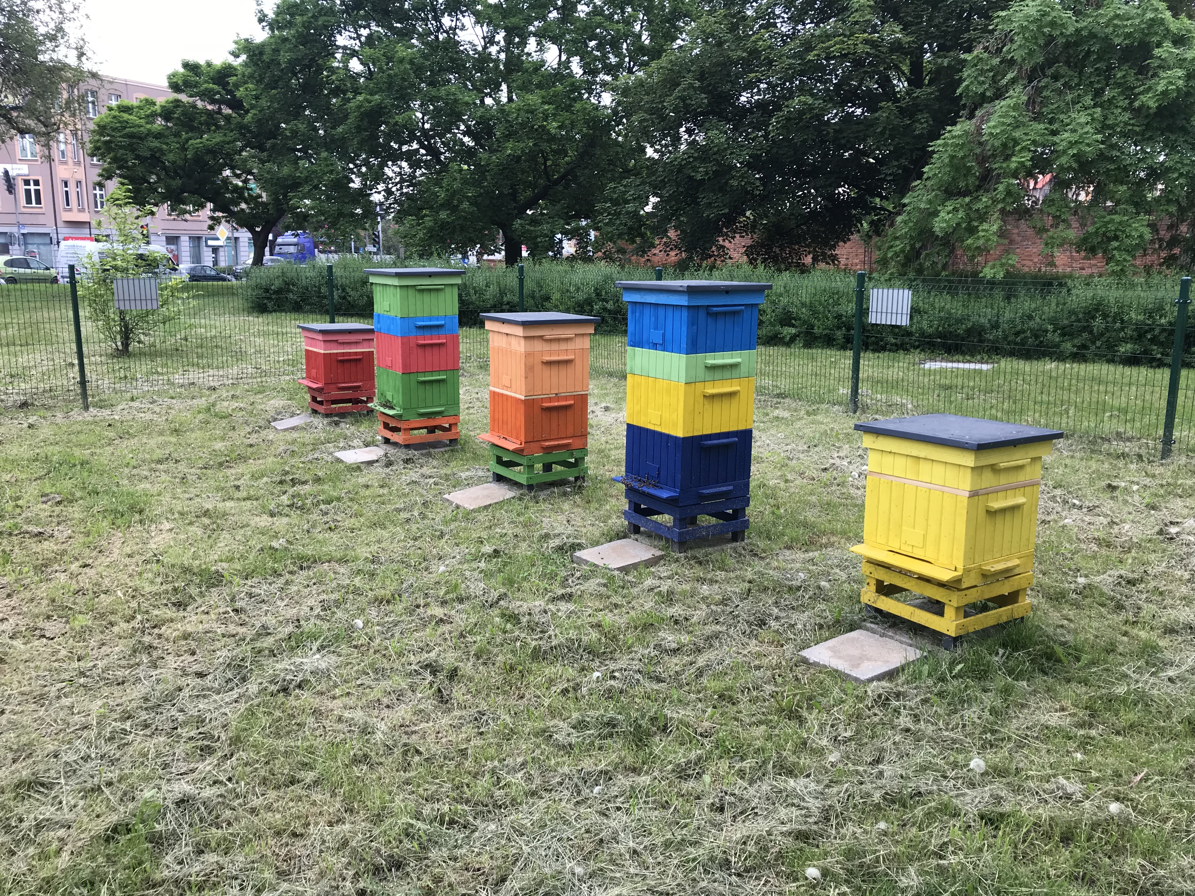 Pszczoły w centrum miasta