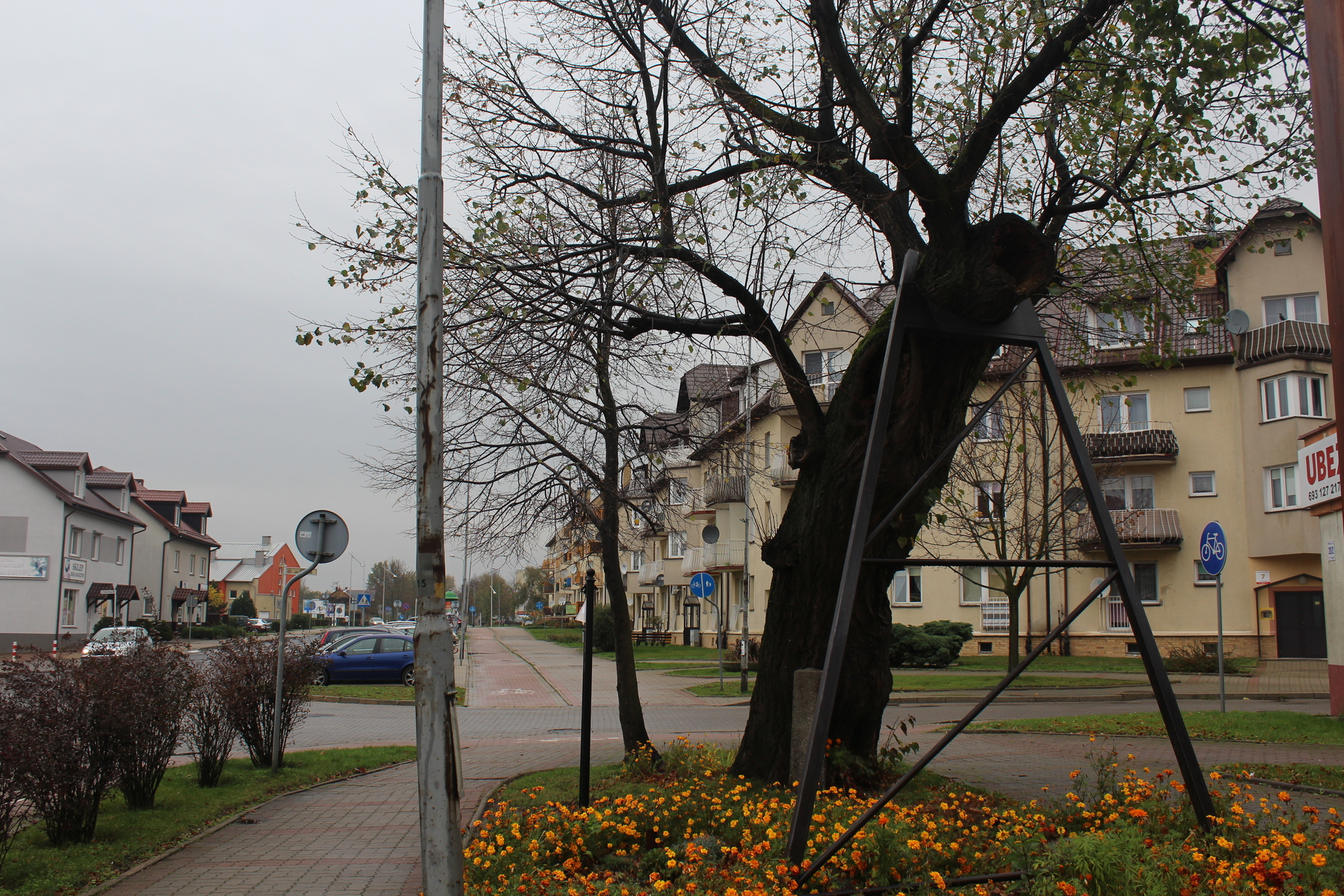 Drzewa-świadkowie w centrum Polkowic