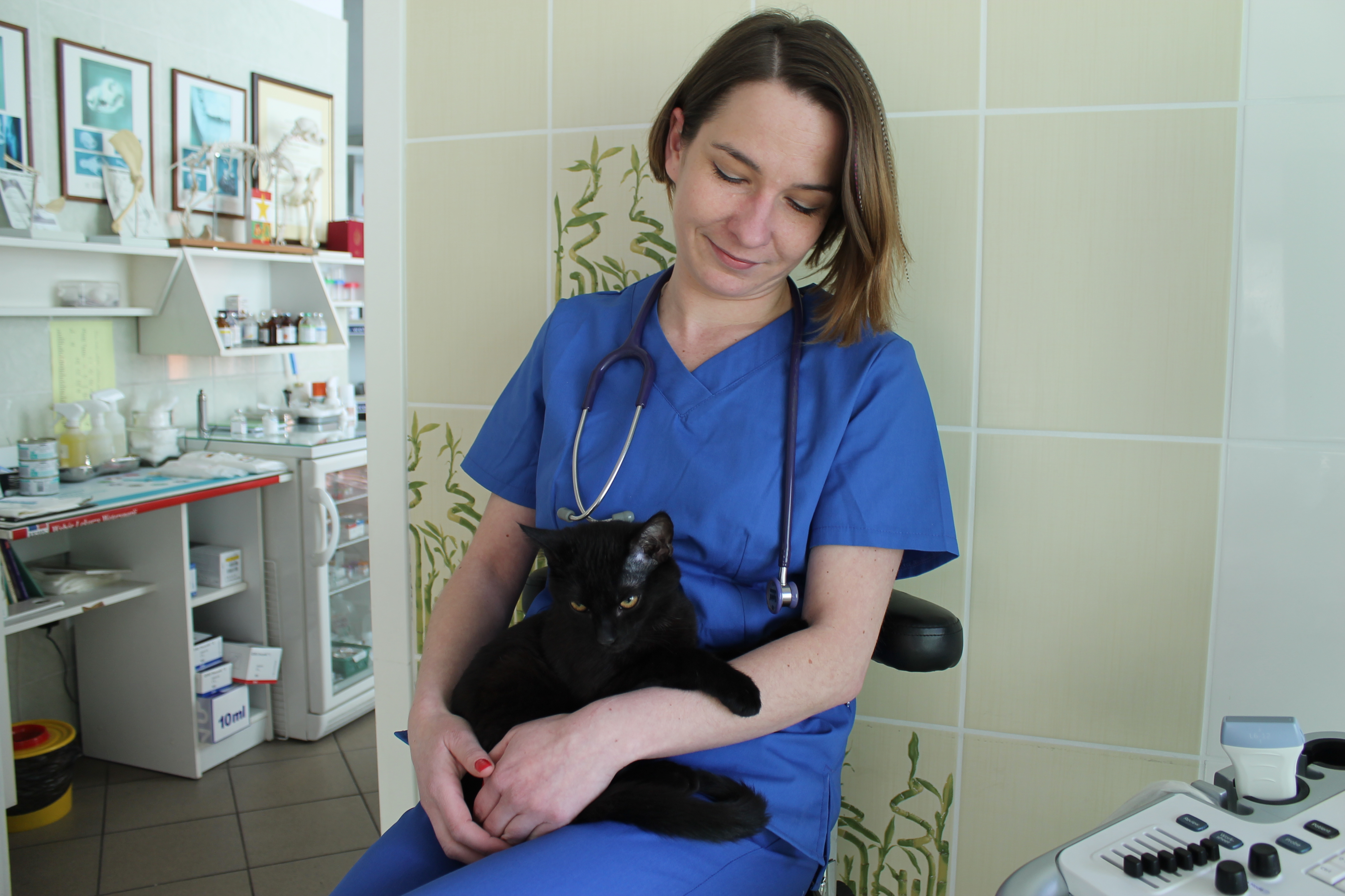 Bezpłatna sterylizacja kotów w Legnicy (WIDEO)