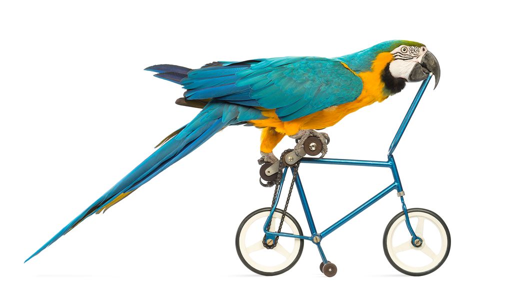 LUBIN. Papugi będą mówić i jeździć na rowerze