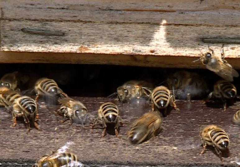 Pszczoły wybudzone z letargu (WIDEO)