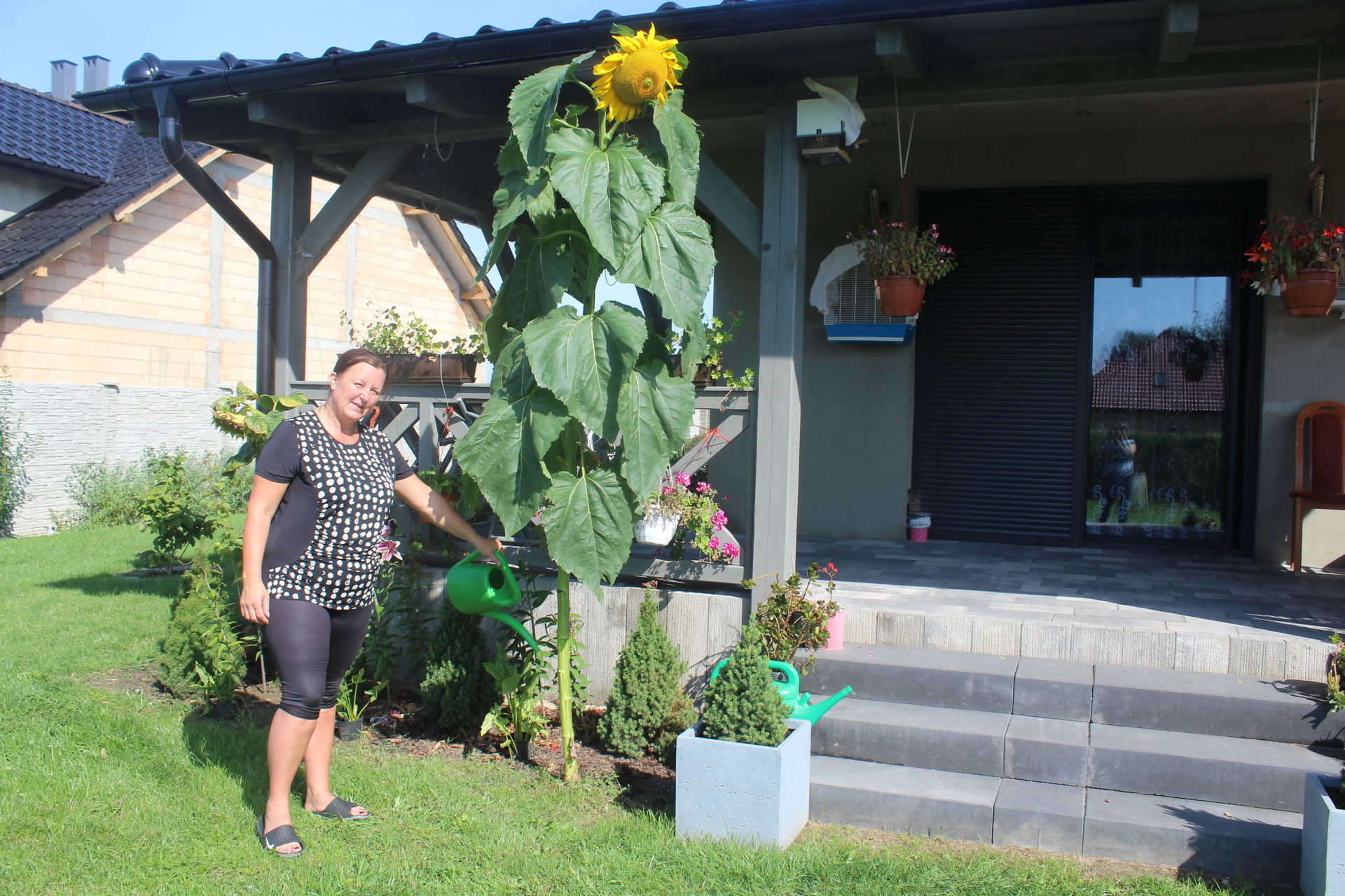 Giganty w polkowickim ogrodzie pani Julii (WIDEO, FOTO)