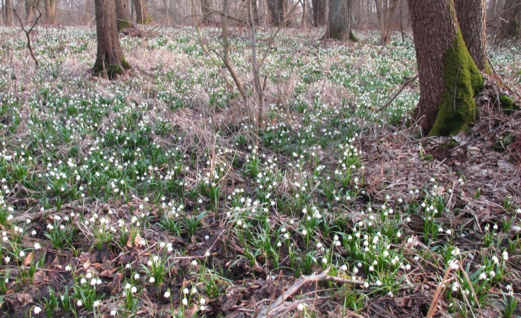 Śnieżyca wiosenna w polkowickim lesie