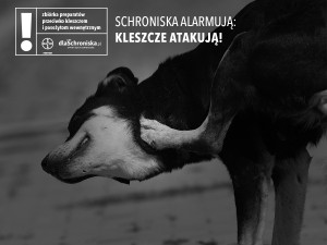 Schroniska alarmują - kleszcze atakują! - grafika (2)