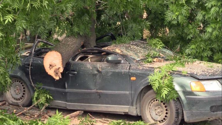 Drzewo zmiażdżyło auto, w którym był kierowca! (FOTO, WIDEO)