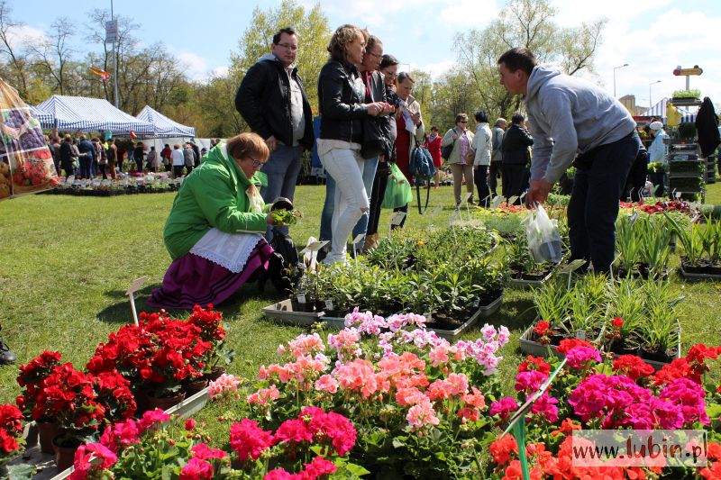 Kwiatowy festiwal na lubińskich błoniach (WIDEO, FOTO)