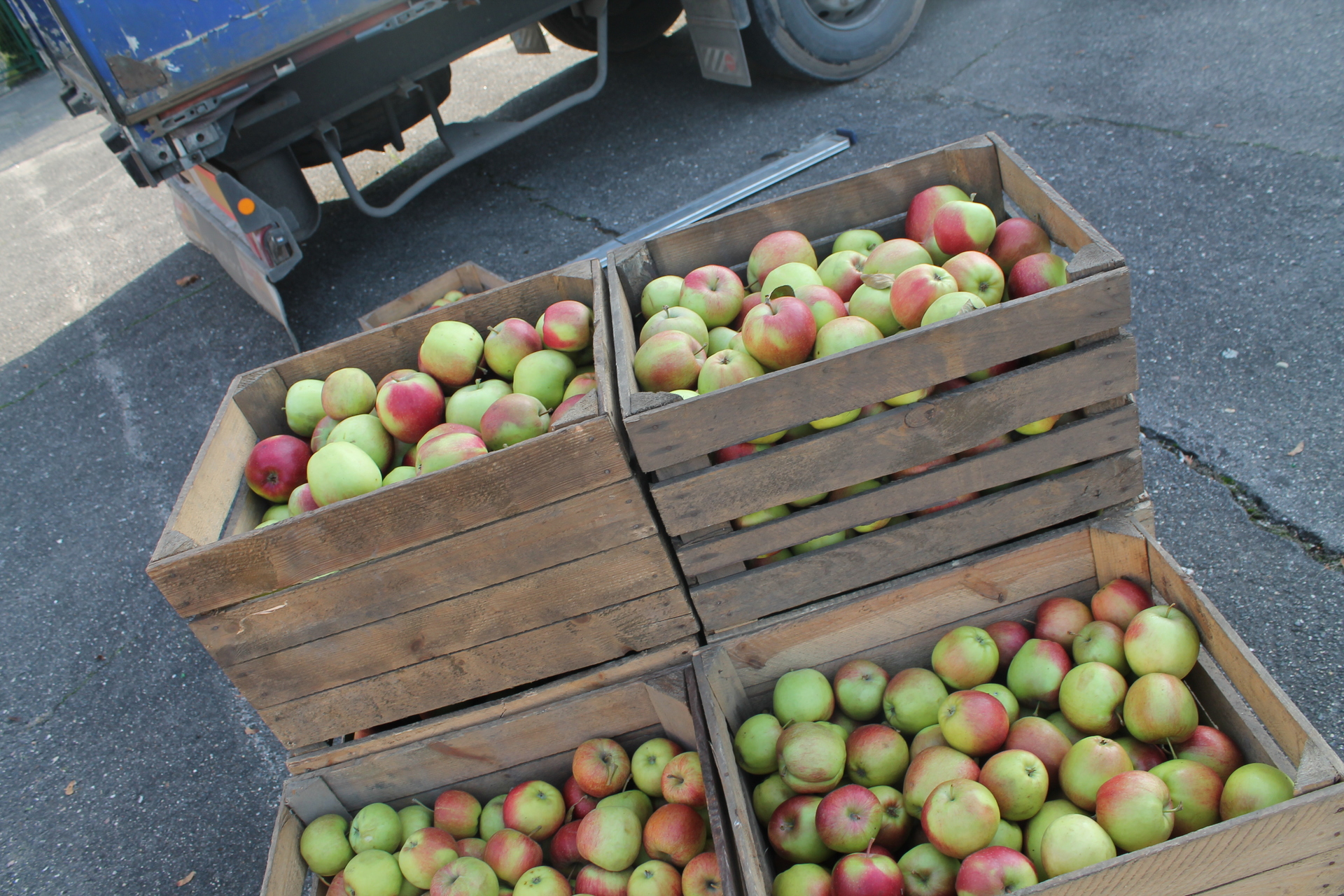 LUBIN. Dziesięć ton jabłek dla uczniów (WIDEO)