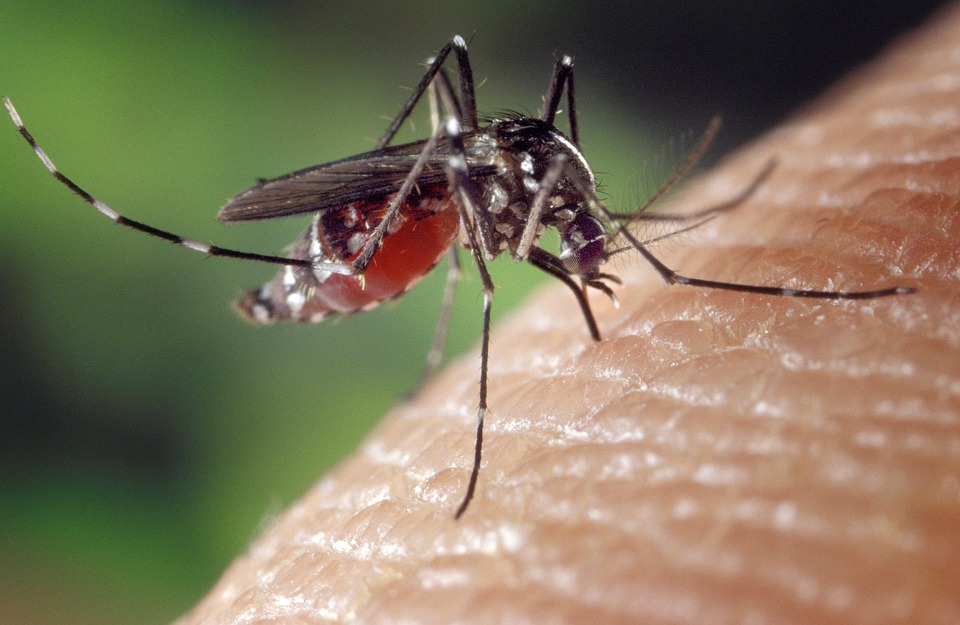 Plaga komarów w całym powiecie. Co na to władze?