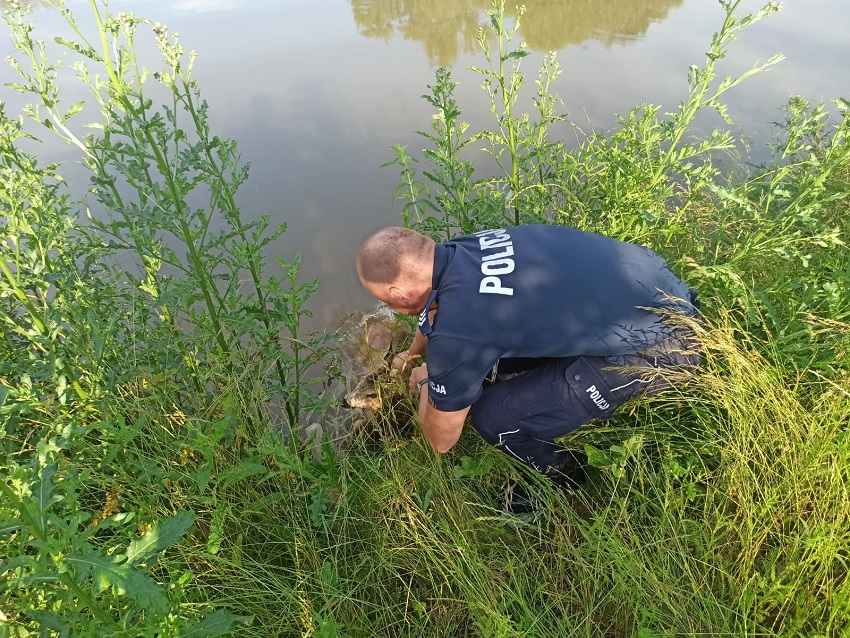 Bolkowscy policjanci uratowali koziołka