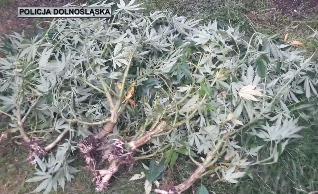 Wykryli ponad 70 krzewów konopi indyjskiej (FOTO, WIDEO)