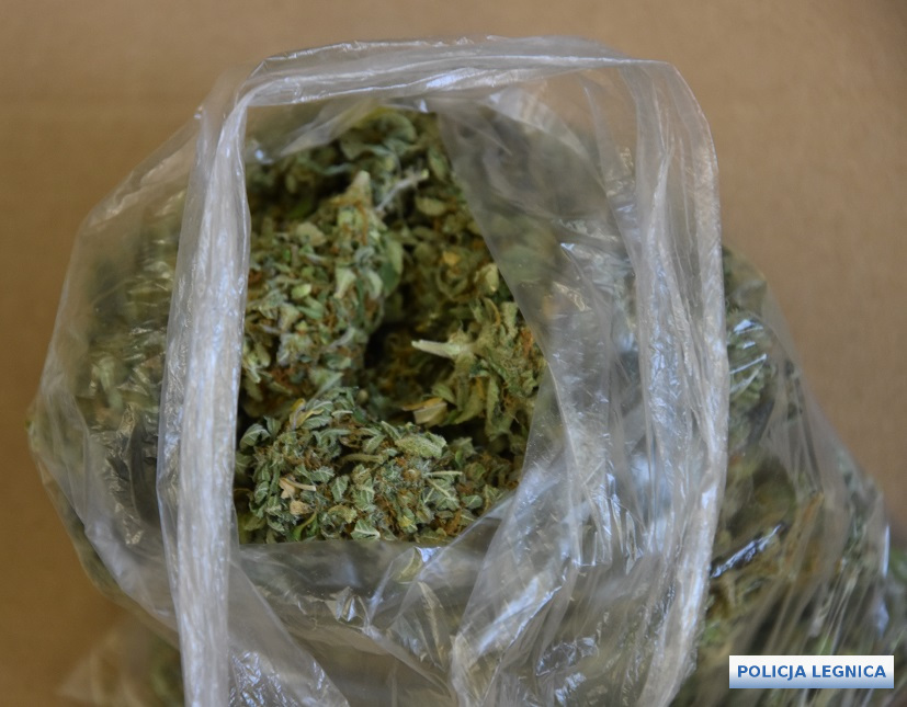 Prawie pół tysiąca porcji marihuany znalezione w mieszkaniu (FOTO)