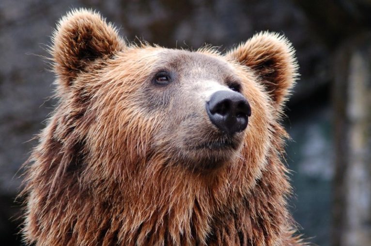 Nie będzie niedźwiedzia w Lubinie