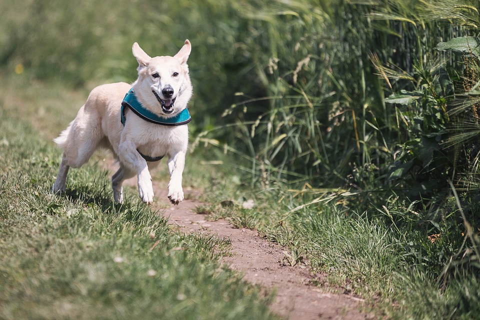 W gminie Gaworzyce psy biegają samopas. Urząd ostrzega