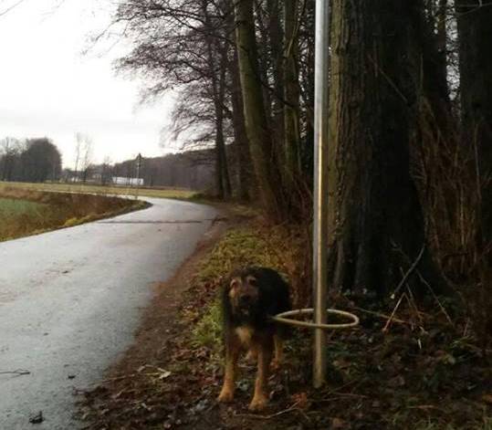 Przywiązał psa do znaku drogowego i odjechał (FOTO)