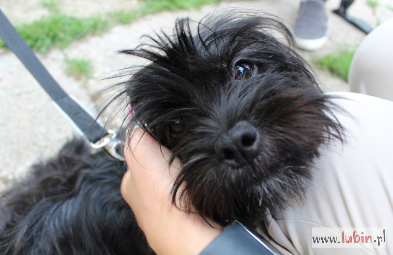 Surowa kara dla lekkomyślnej właścicielki psa (WIDEO)