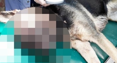 Zabójca psa już w rękach policji