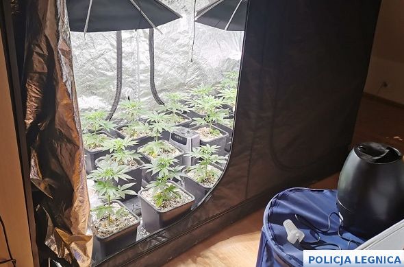 Policjanci zamknęli domowe plantacje marihuany (WIDEO)