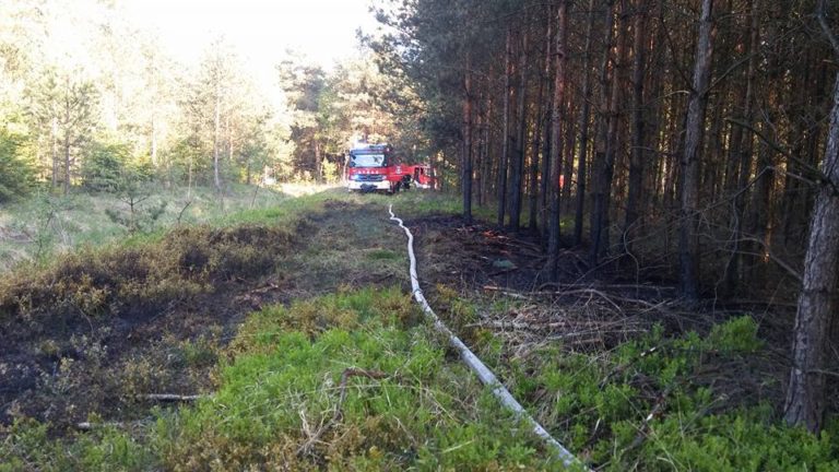 Pięć zastępów gasiło pożar w lesie