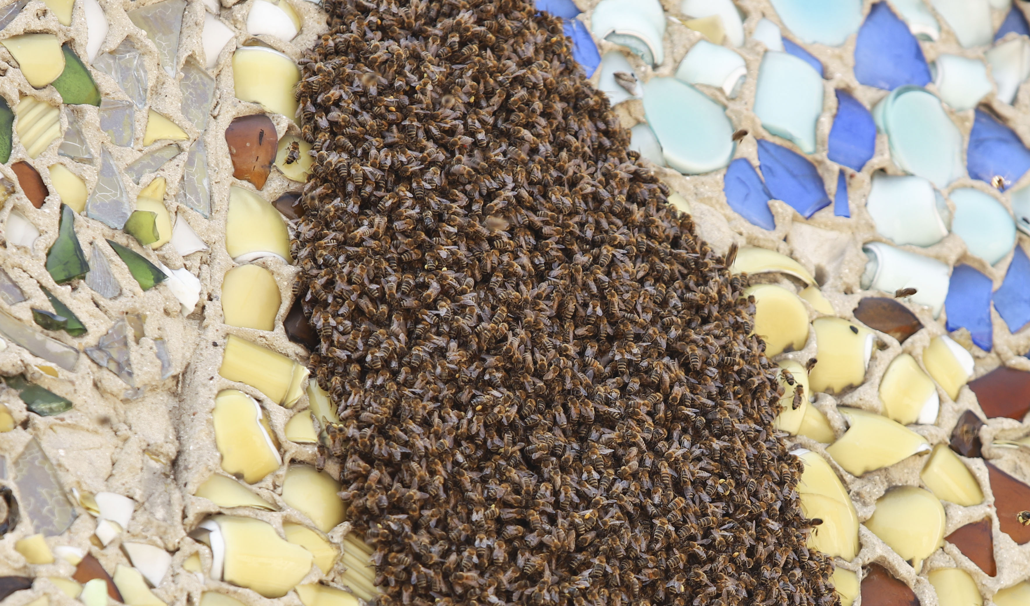 Uwaga, rój pszczół w lubińskim rynku