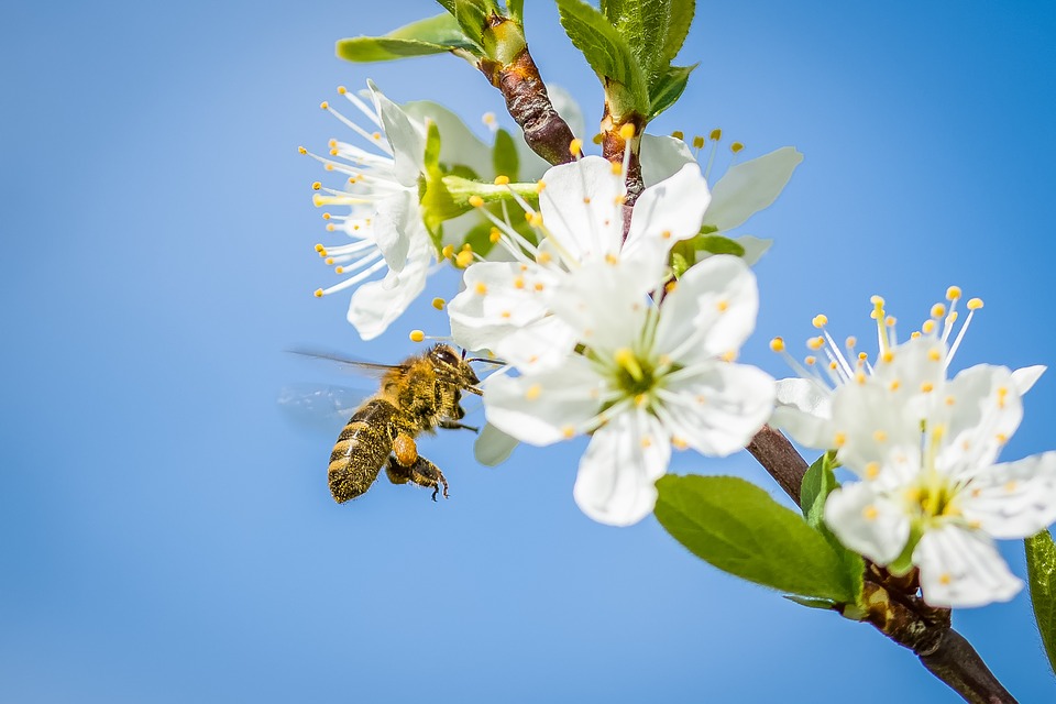 Wielki Dzień Pszczół – na co nam te owady? (INFOGRAFIKA)