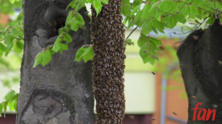 Pszczółki trafiły do ula (FOTO, WIDEO)