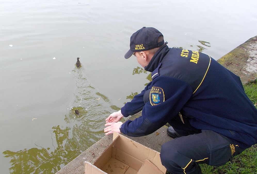 Legniccy strażnicy miejscy uratowali… kaczki