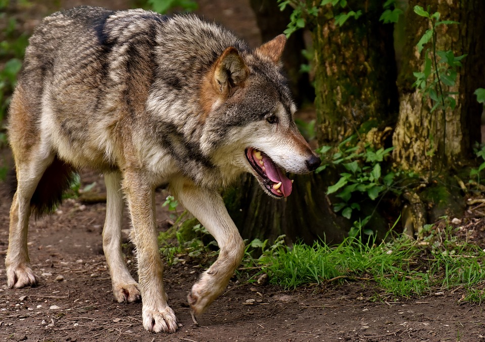 W ciągu kilkunastu miesięcy potrącono dwa wilki