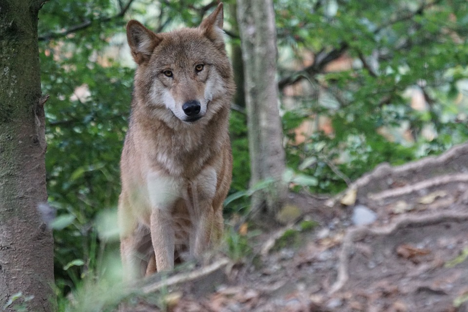 W polkowickich lasach są wilki (WIDEO, DRASTYCZNE ZDJĘCIA)